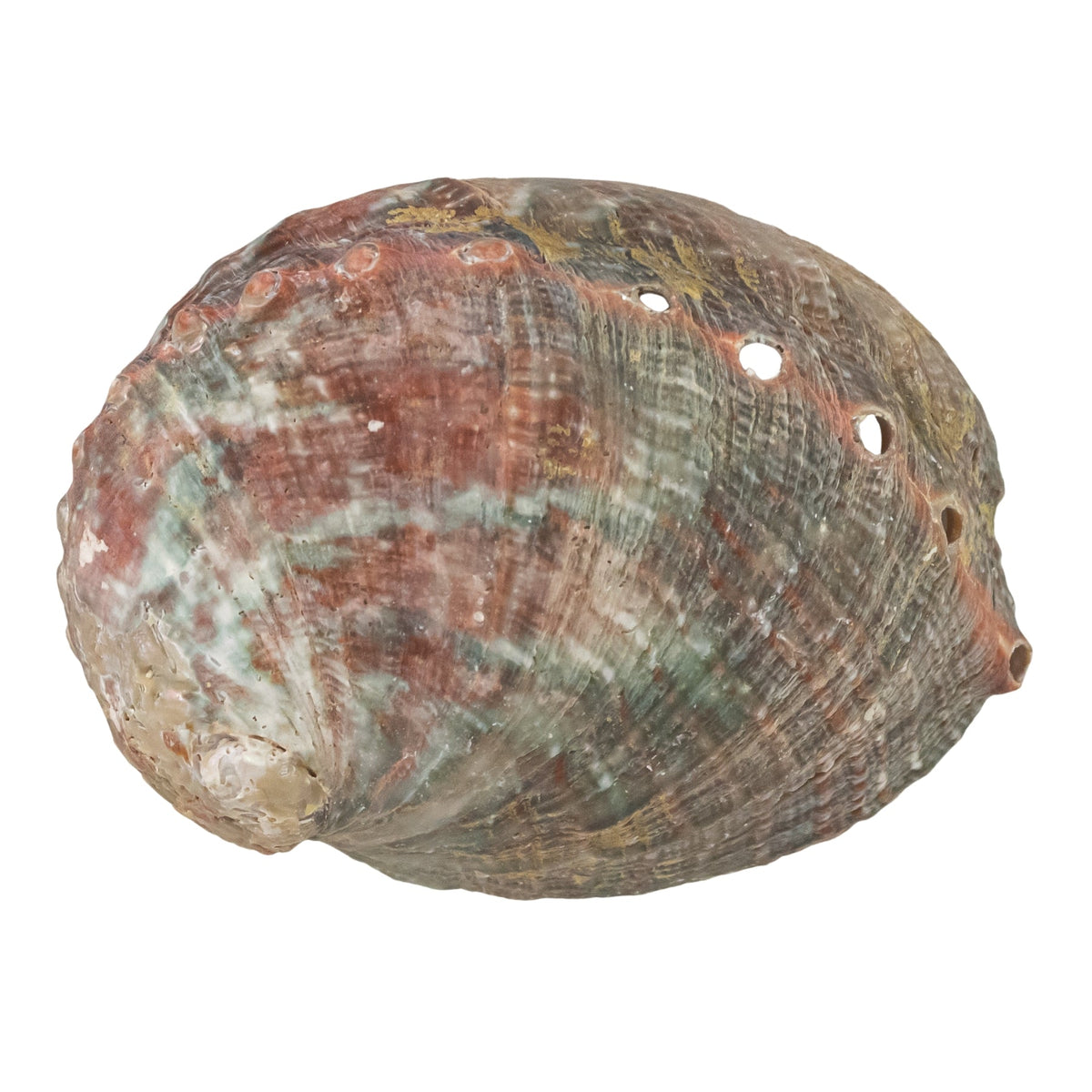 One Sided Polished Abalone Smudging Shell