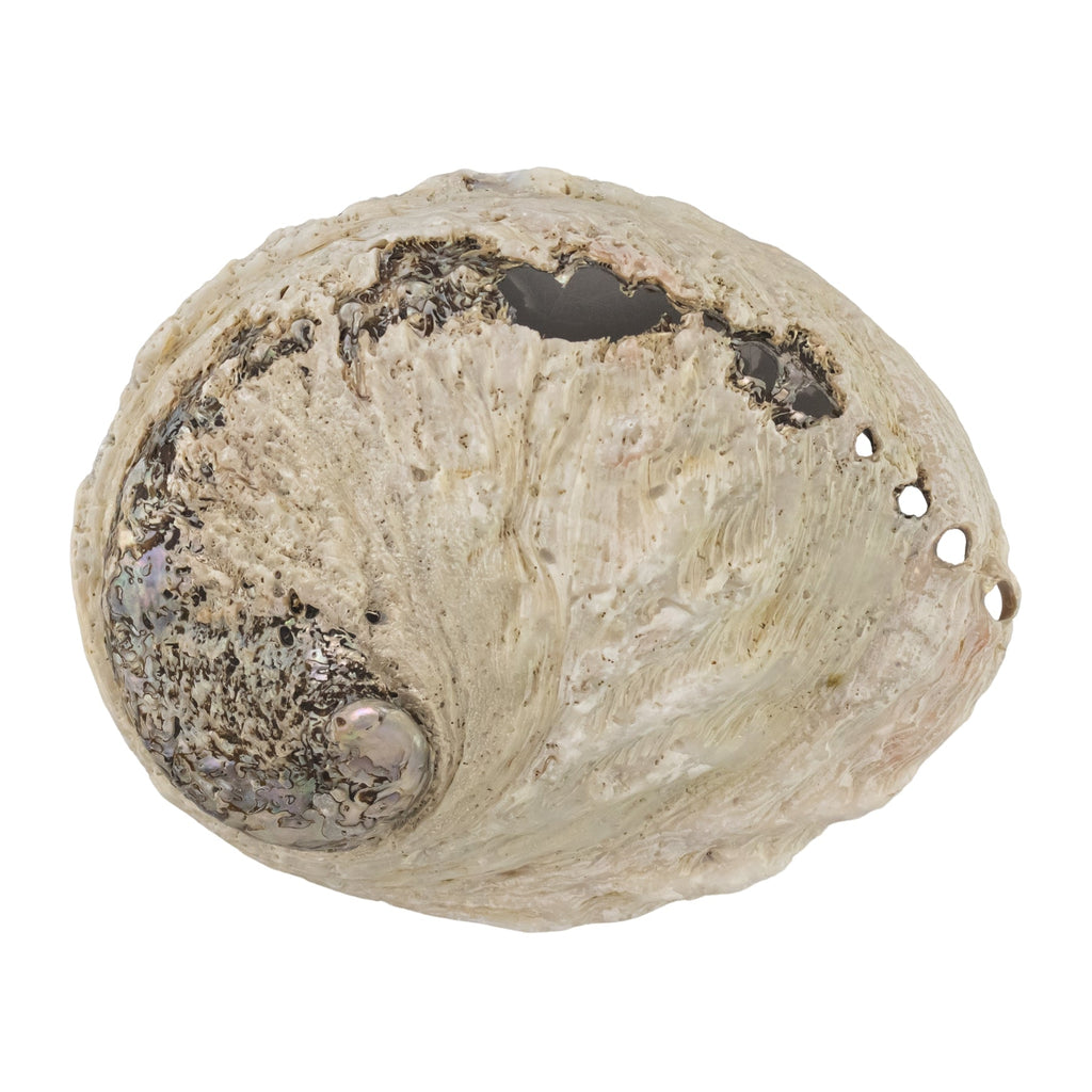 One Sided Polished Abalone Smudging Shell