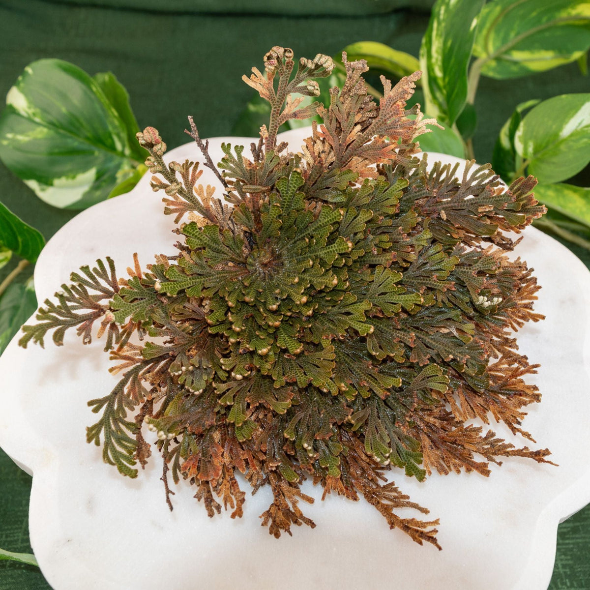 Rose of Jericho Flower
