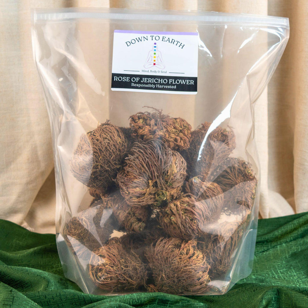 Rose of Jericho Flower